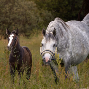 Breeding Session